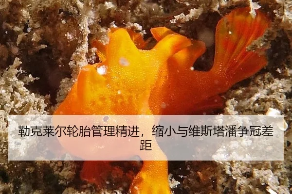 lei-ke-lai-er-lun-tai-guan-li-jing-jin-suo-xiao-yu-wei-si-ta-pan-zheng-guan-cha-ju-3-151.jpg
